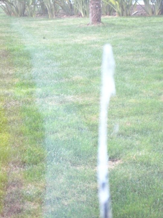 Vogelkot am Balkon Hotel Sultan of Side