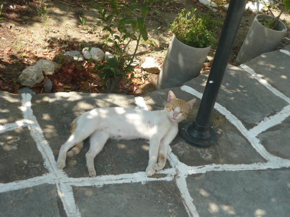 Dużo kotów! Hotel Astris Sun