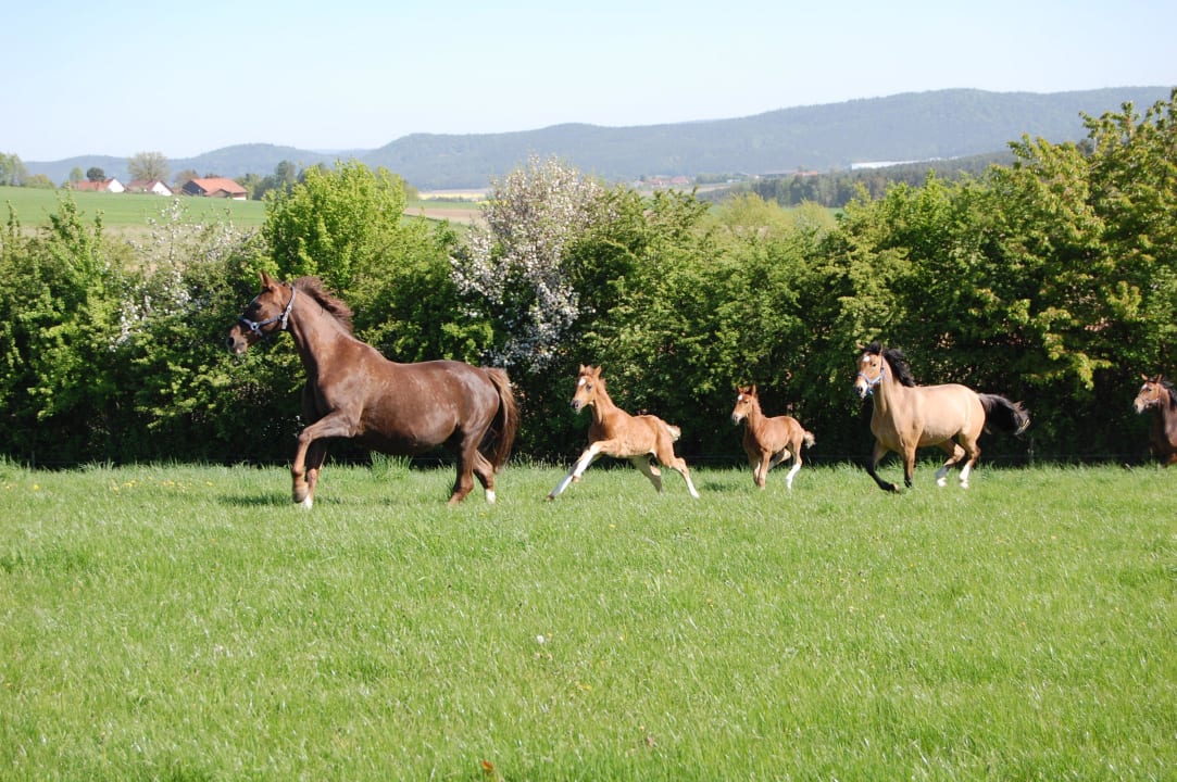 Freiheit erleben dürfen Kollerhof