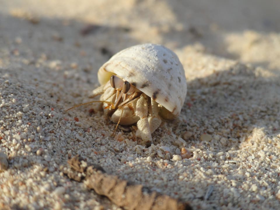 Krebs Hotel Gorgonia Beach Resort