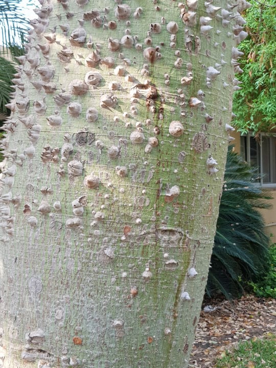 Gartenanlage Ein Gedi Kibbutz Hotel