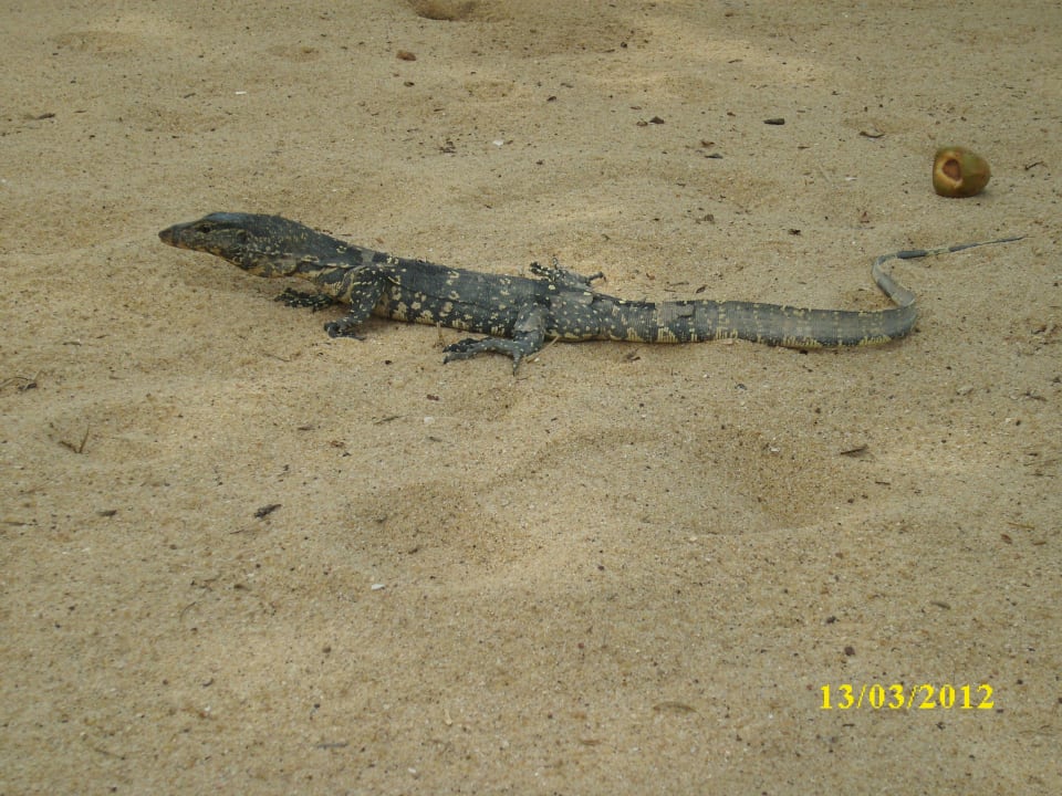 Besuch Earl’s Reef Beruwala