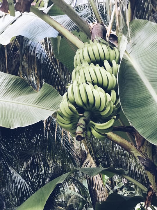 Bananen, eigner Anbau Adaaran Select Hudhuran Fushi - Premium All Inclusive