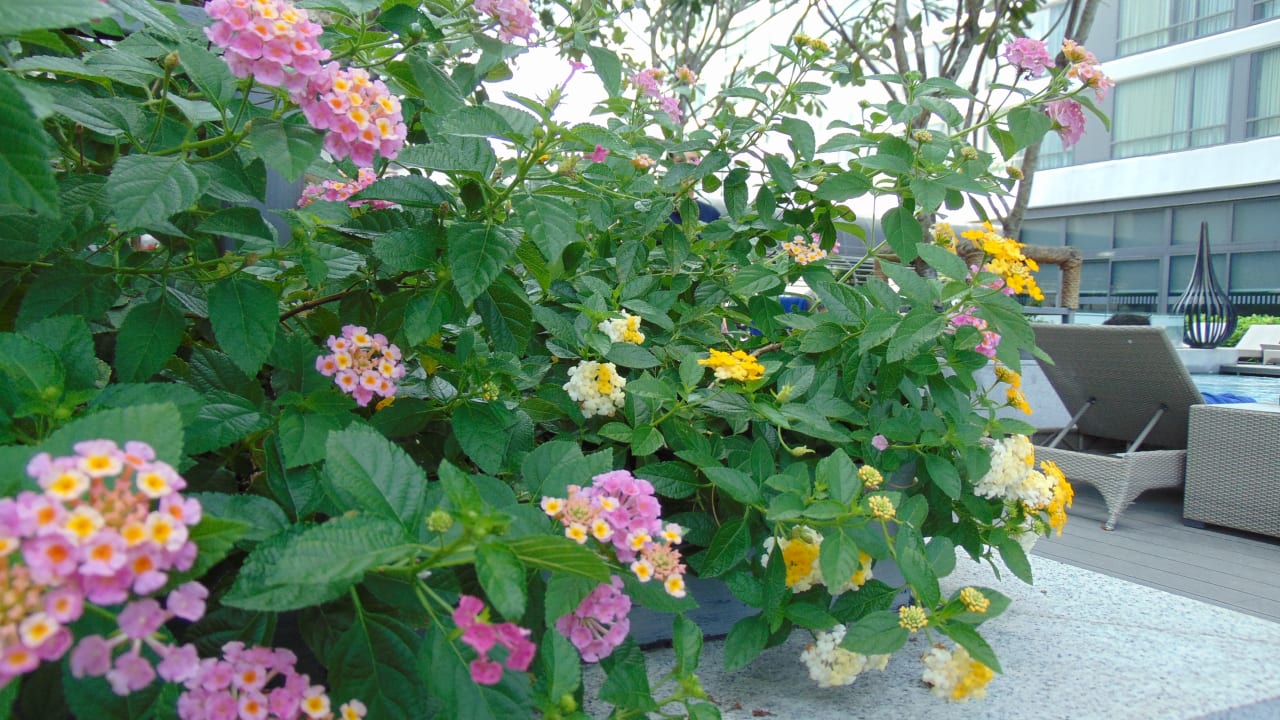 Garten Bangkok Marriott Marquis Queen's Park