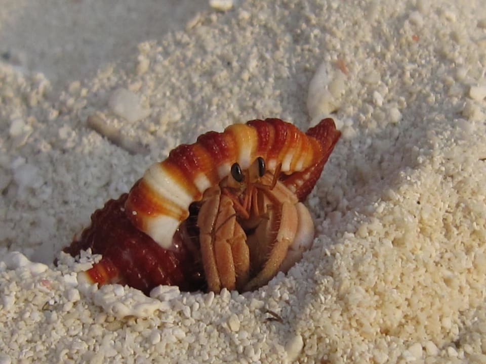 Einsiedlerkrebs Summer Island Maldives