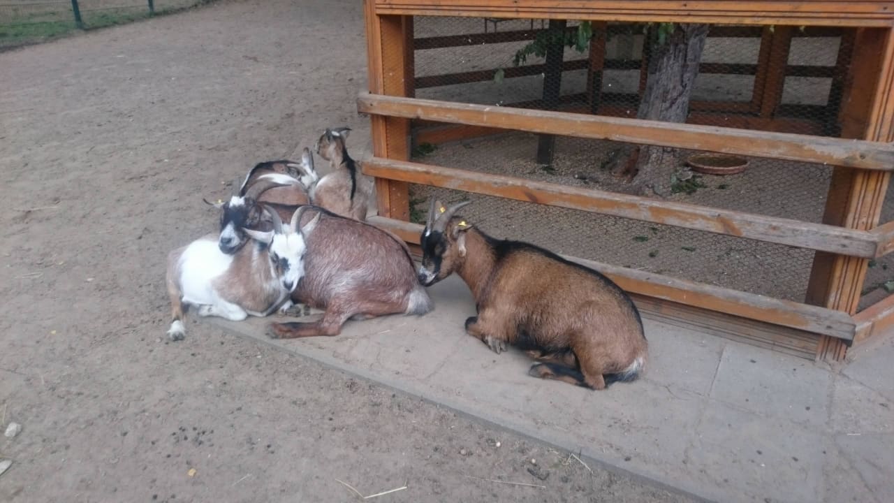 Relaxte Ziegen Ferienpark Heidenholz