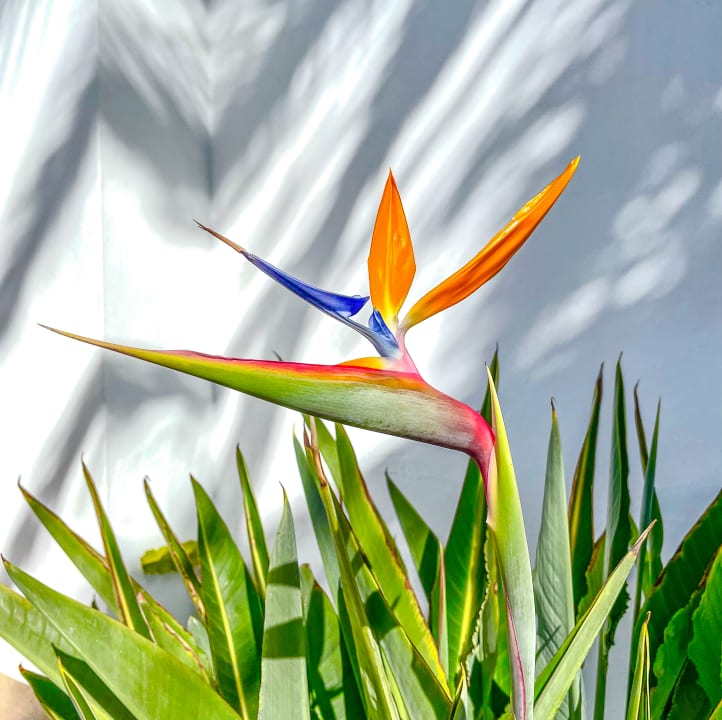 Gartenanlage Hotel Las Costas