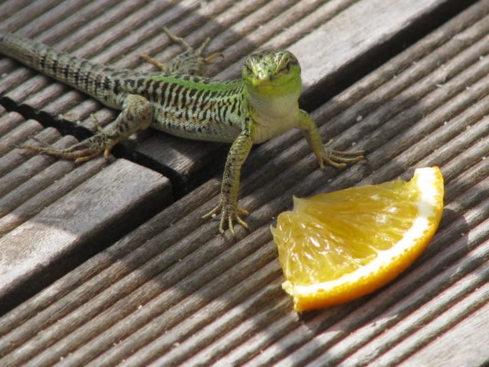 Fred Bluesun Hotel Soline