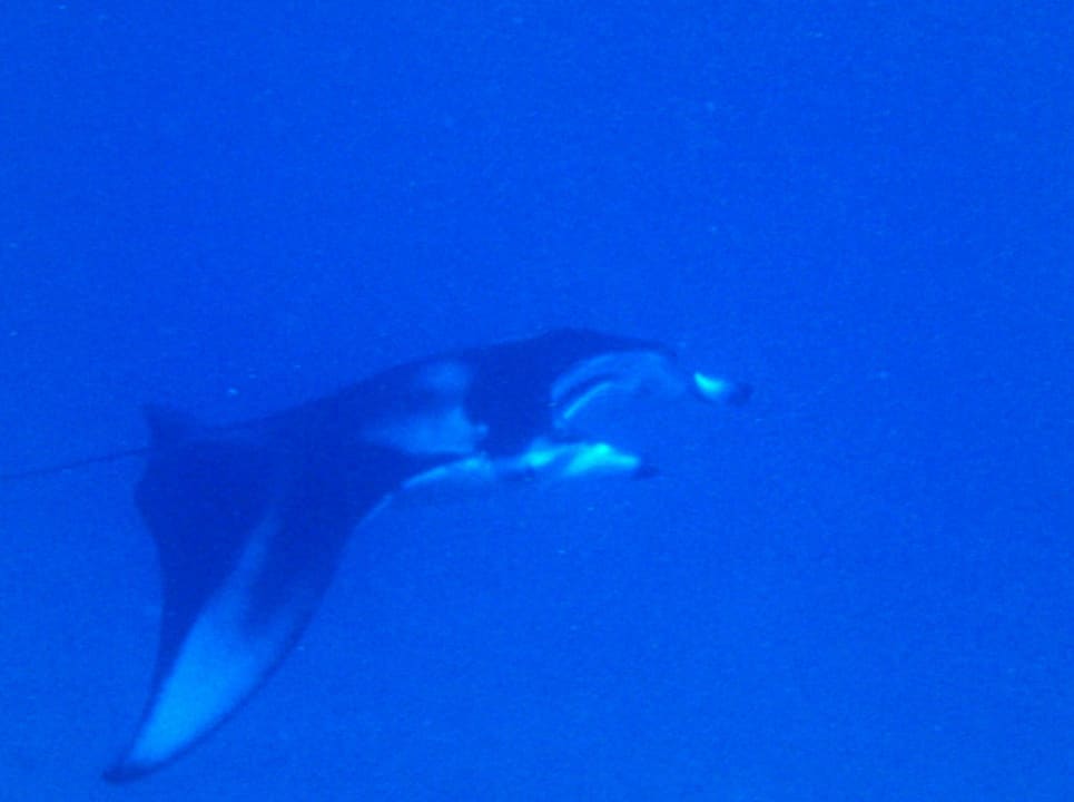 Unterwasserwelt Summer Island Maldives