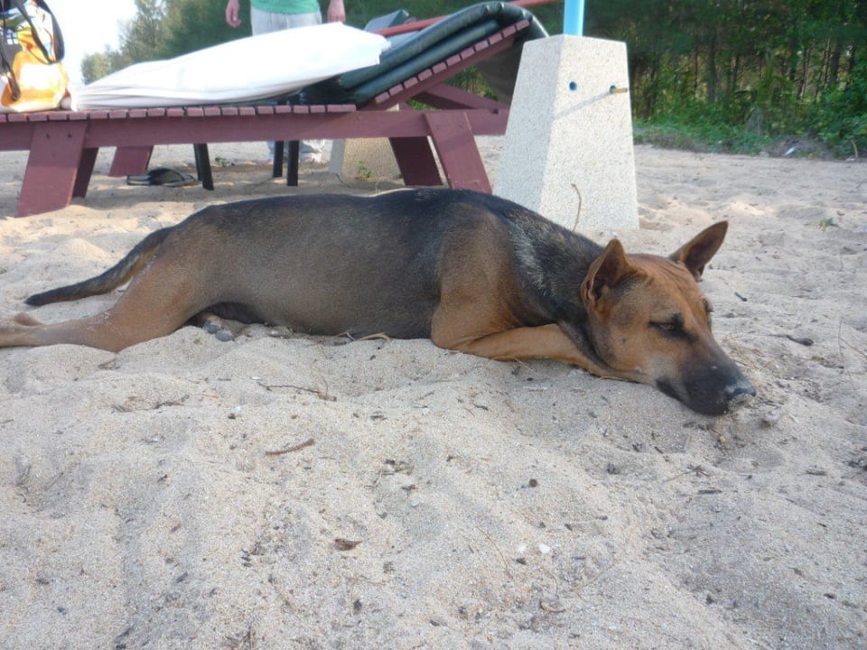 Hunde am Strand Khaolak Orchid Beach Resort