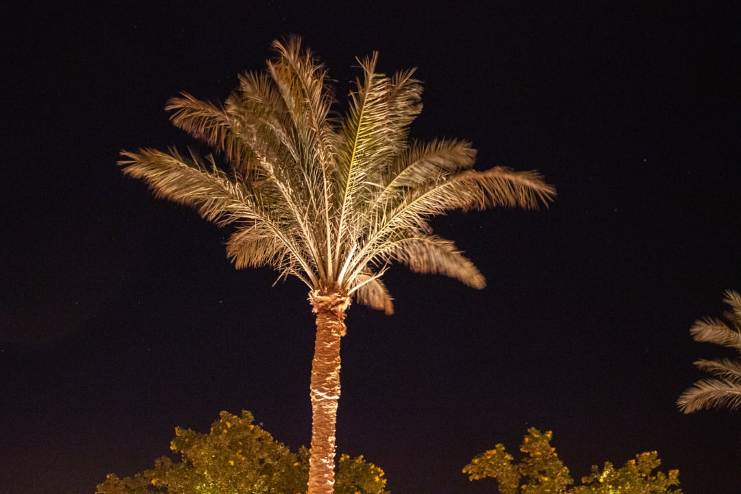 Gartenanlage Desert Rose