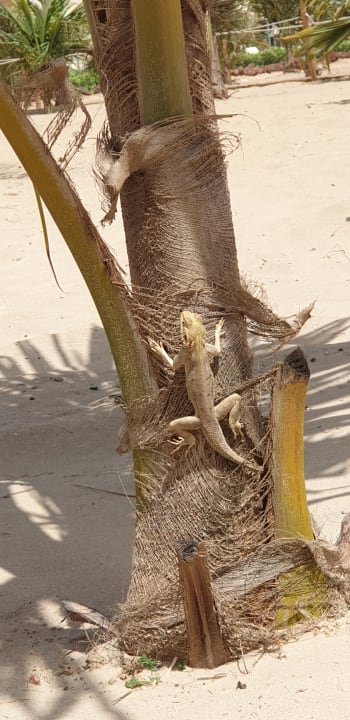 Strand Hotel Riu Baobab - All Inclusive