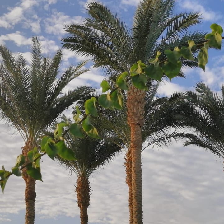 Gartenanlage Hurghada Long Beach Resort