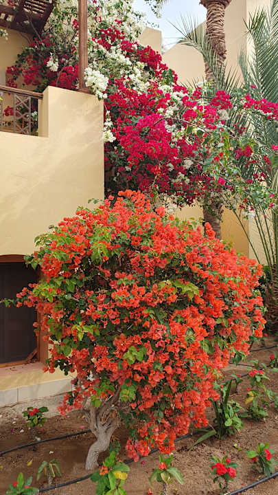 Gartenanlage Steigenberger Coraya Beach - Adults only