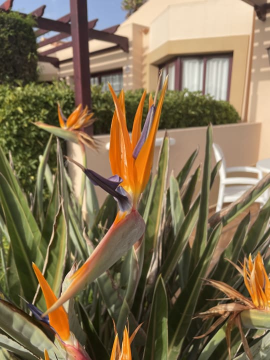 Gartenanlage allsun Hotel Esplendido