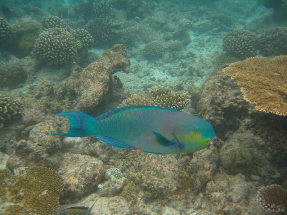 Papageienfisch Kuramathi Maldives