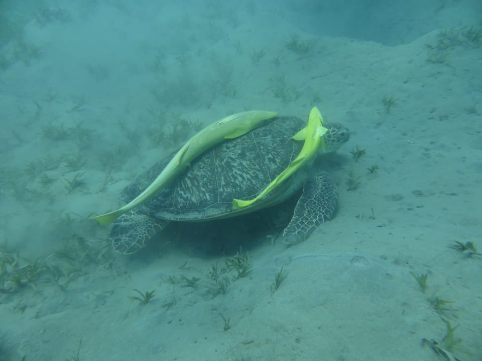 Sport & Freizeit Shams Alam Beach Resort