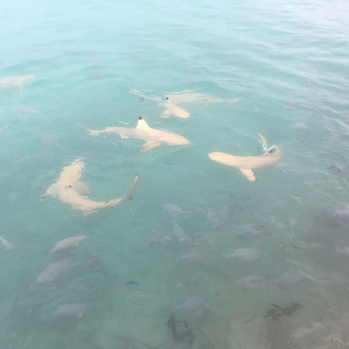 Strand Summer Island Maldives