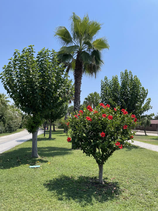 Gartenanlage Royal Taj Mahal Hotel