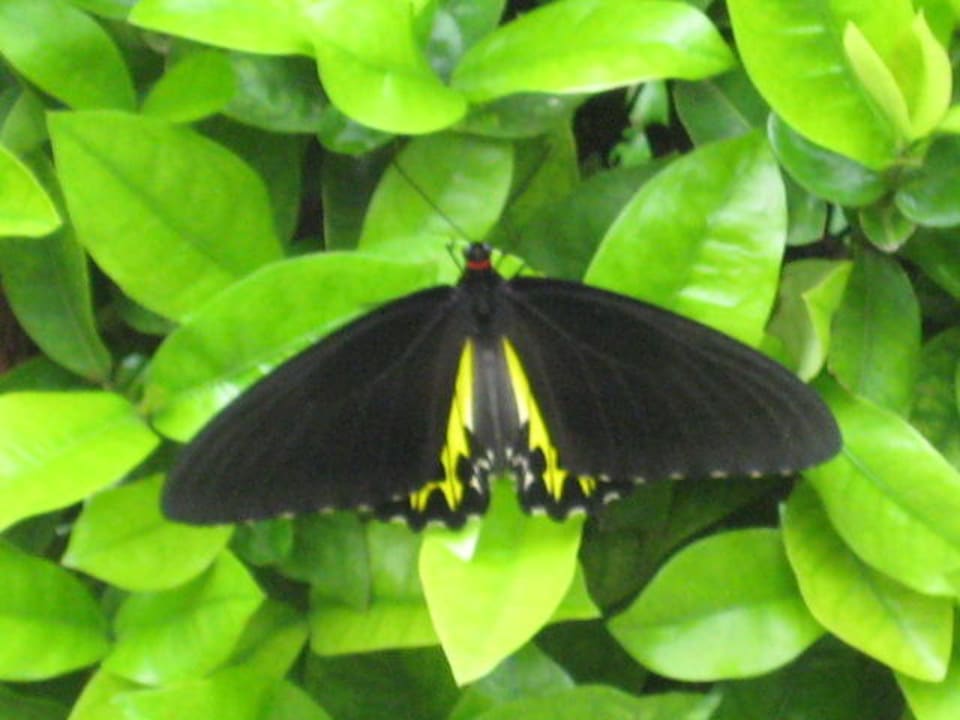 Solche Schmetterlinge waren überall The Fair House Beach Resort