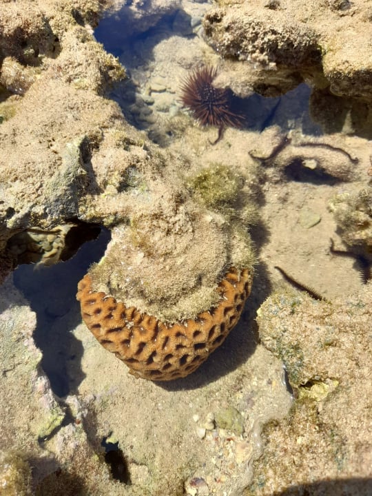 Strand Cleopatra Luxury Resort Makadi Bay