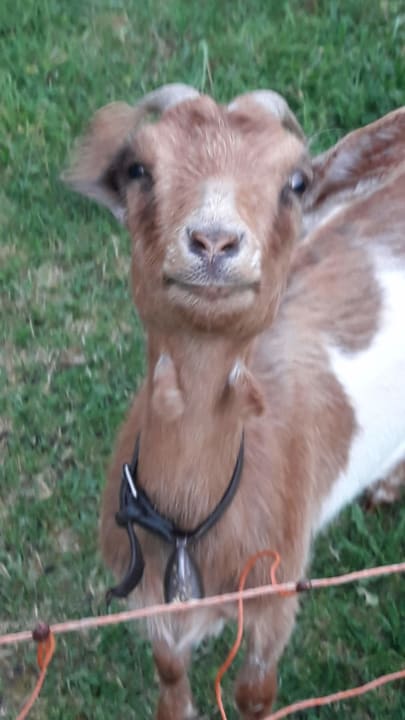 Sonstiges Ferienwohnungen Ertlhof
