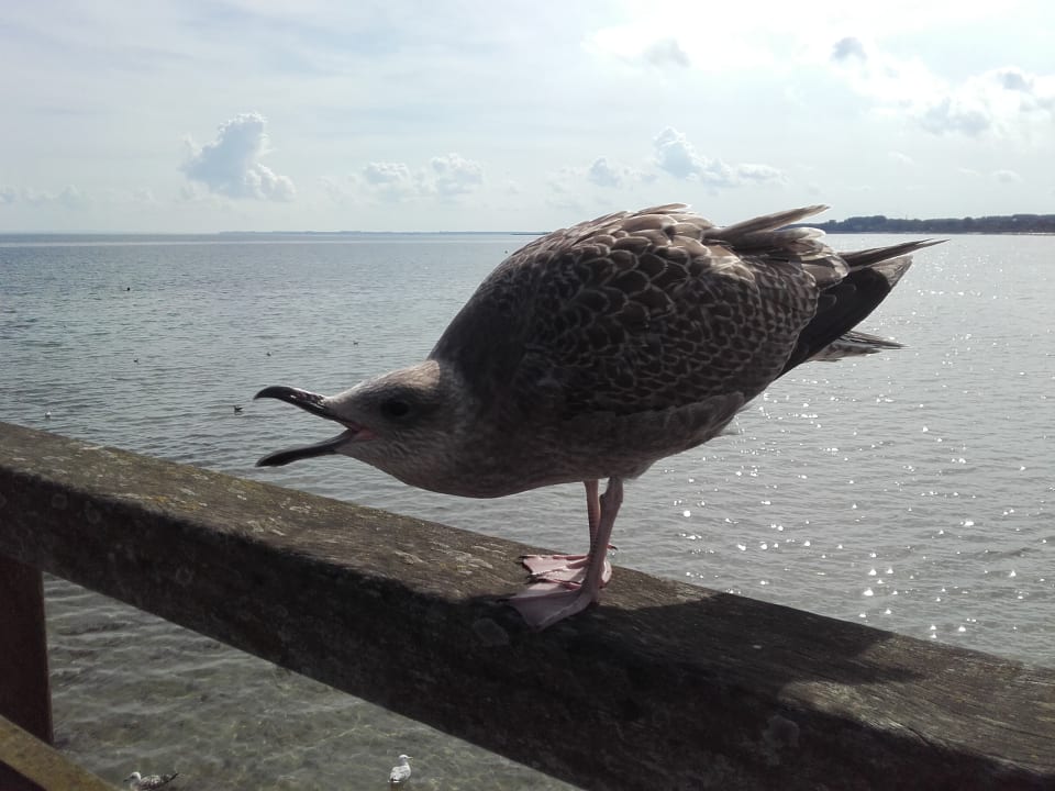Strand Seehotel Großherzog von Mecklenburg