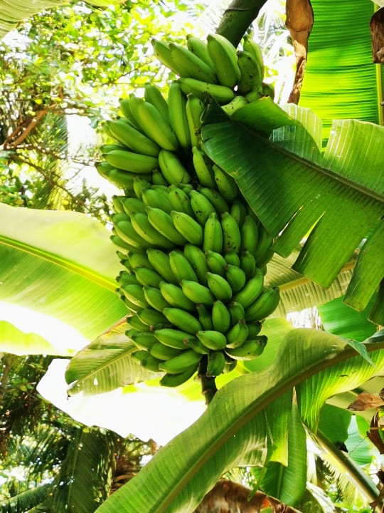 Gartenanlage Kuramathi Maldives