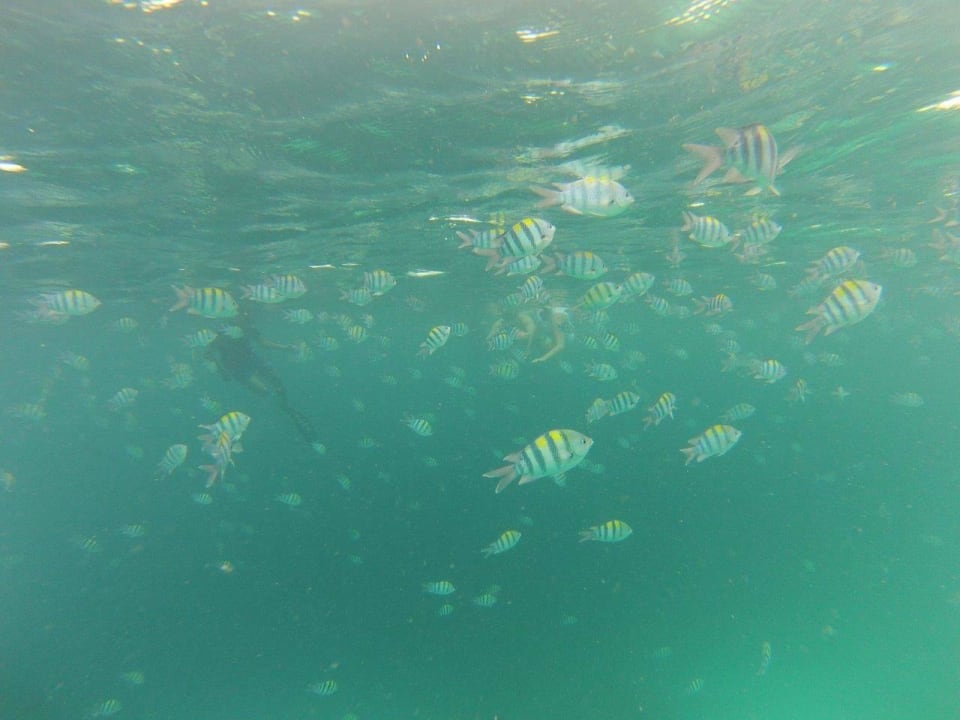 Umzingelt von Fischen Kuredu Island Resort & Spa