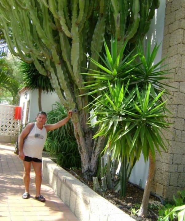 Kaktus Ole Tropical Tenerife