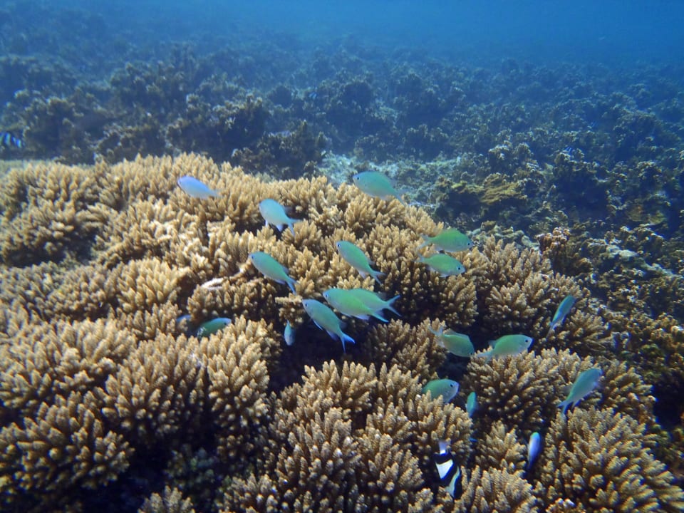 Strand Shandrani Beachcomber Resort & Spa