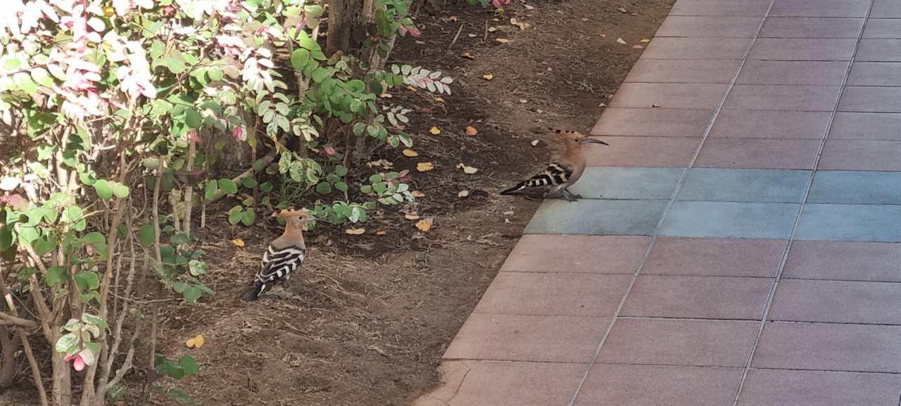 Gartenanlage Suites & Villas by Dunas