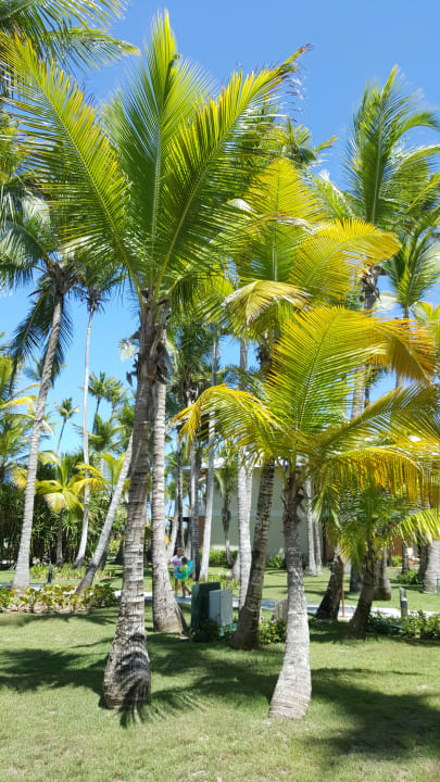 Ausblick Hotel Grand Palladium Palace Resort, Spa & Casino