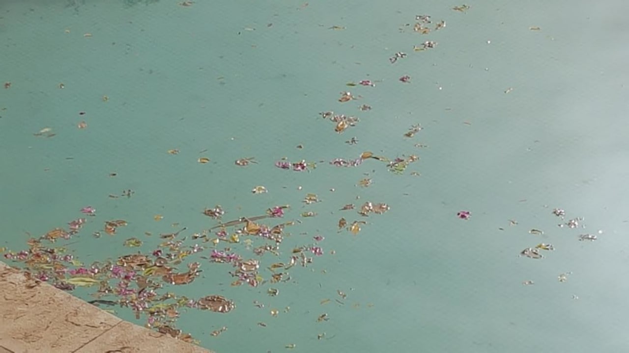 Pool Ghazala Gardens