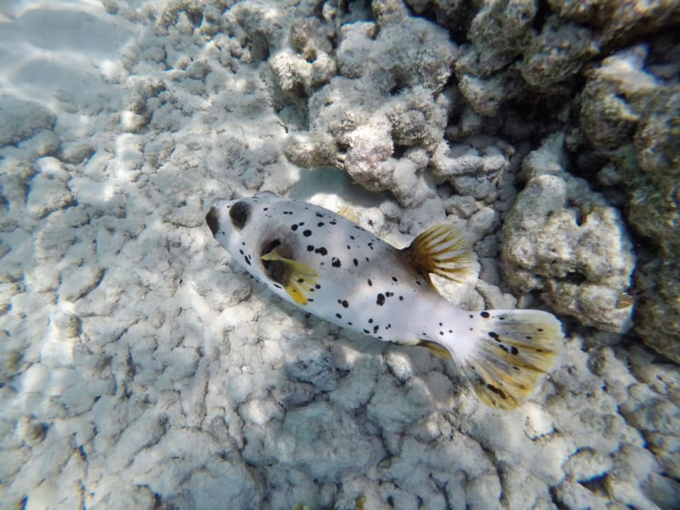 Schwarzflecken - Kugelfisch NH Collection Maldives Havodda Resort