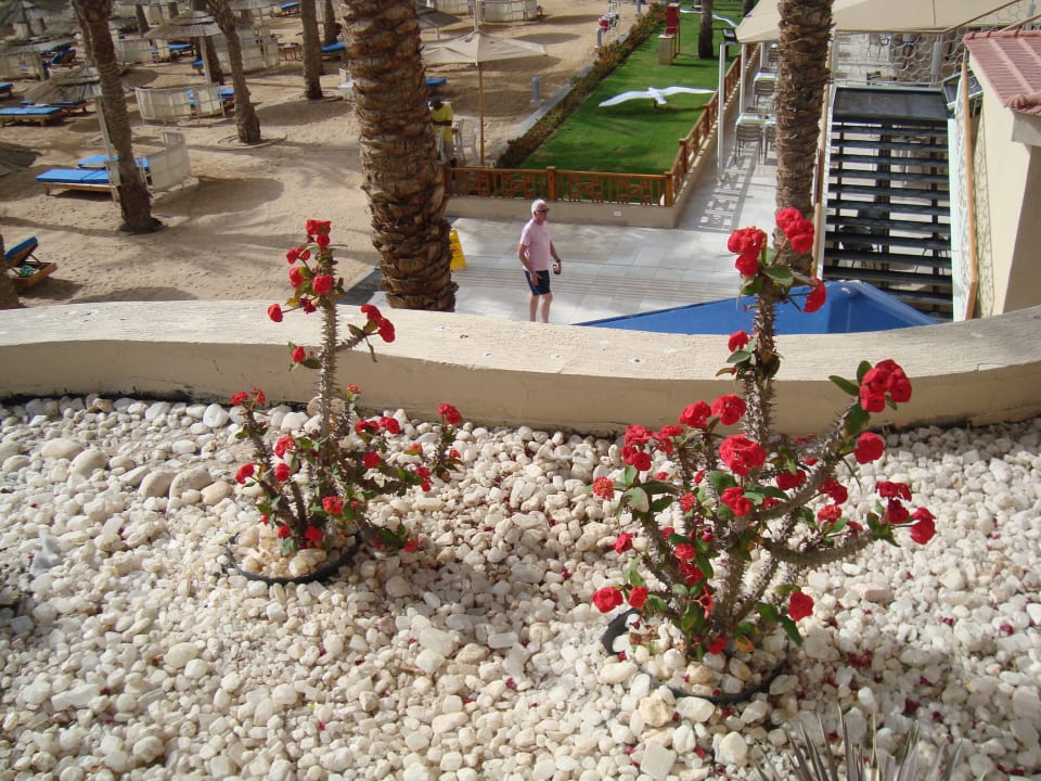 Sonstiges Beach Albatros Resort