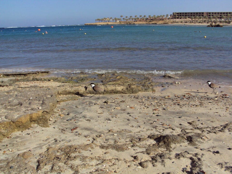 Punta sinistra della baia Brayka Bay Resort