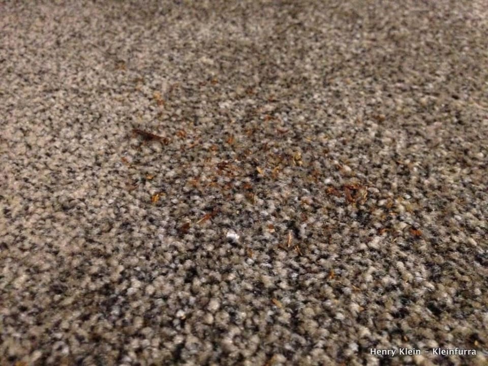 Saugen wird überschätzt Hotel Mena Palace