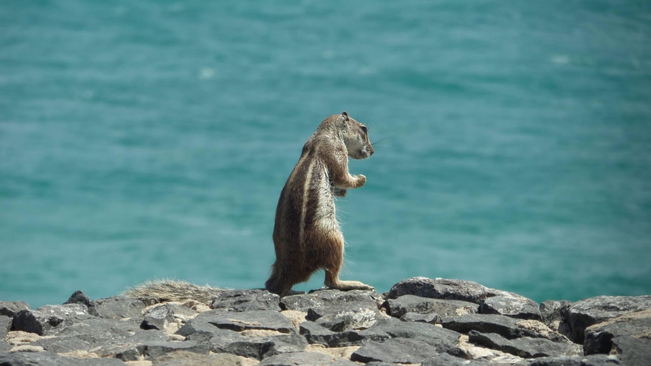 Atlashörnchen am Hotel. H10 Tindaya