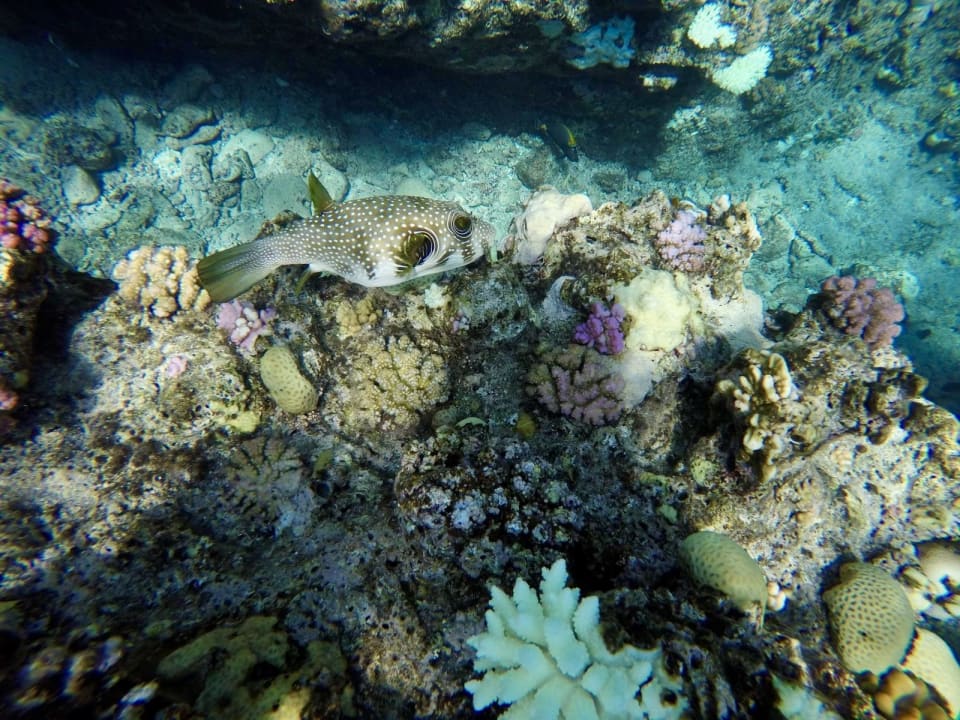 Strand Pickalbatros Villaggio Resort - Portofino