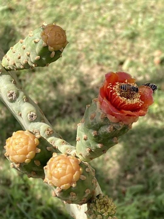 Gartenanlage Mövenpick Resort El Quseir