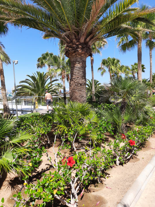 Gartenanlage Hotel Riu Gran Canaria