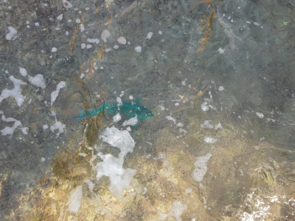 Papageienfisch The Grand Hotel Sharm El Sheikh