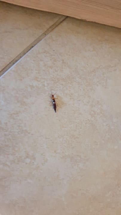 Zimmer Club Resort Atlantis