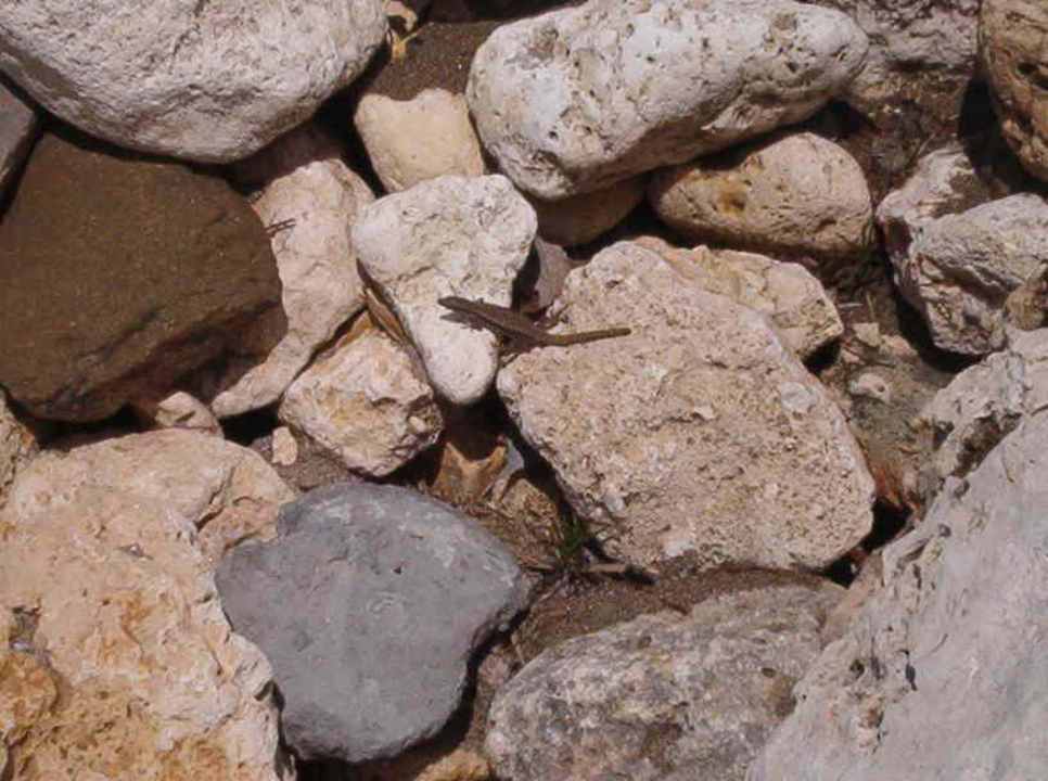 Eidechse Hotel Russalka