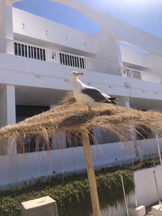 Pool Beach Club Hotel-Apartments
