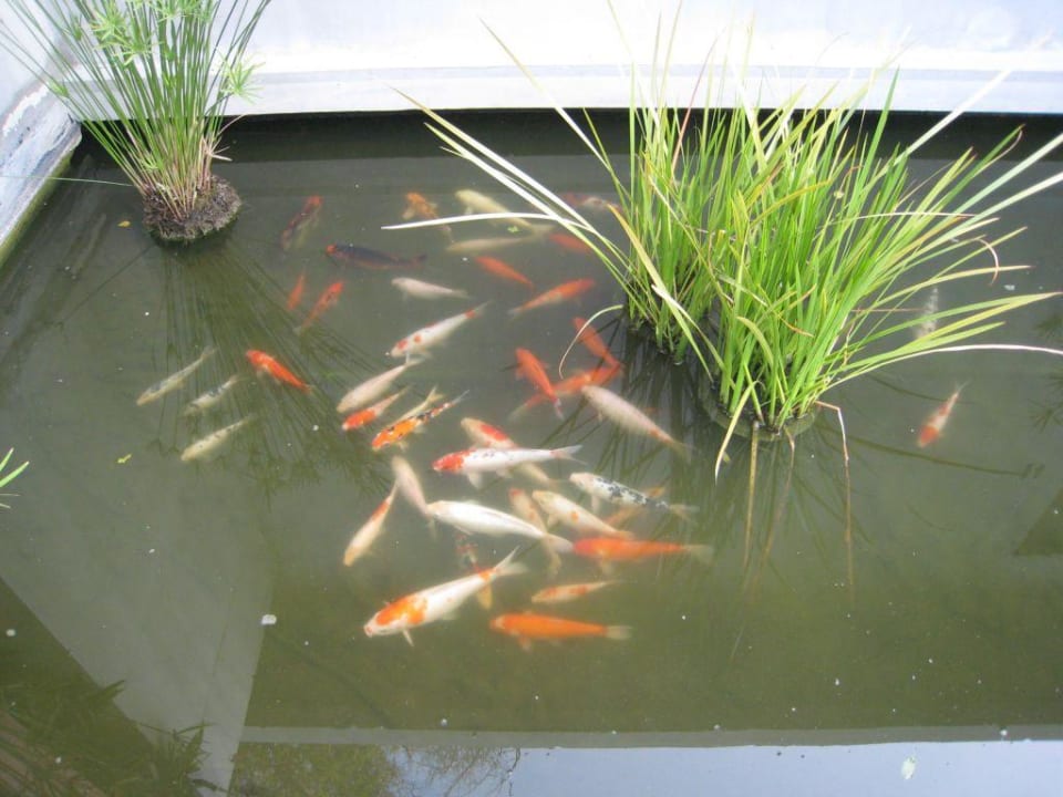 Auf Gartenanlage  Veranda Resort & Villas Hua Hin Cha Am