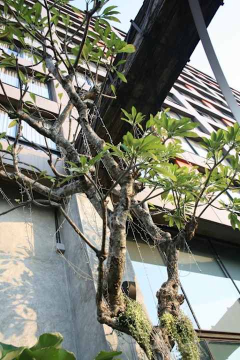 Natur in Bangkok Siam@Siam Design Hotel Bangkok