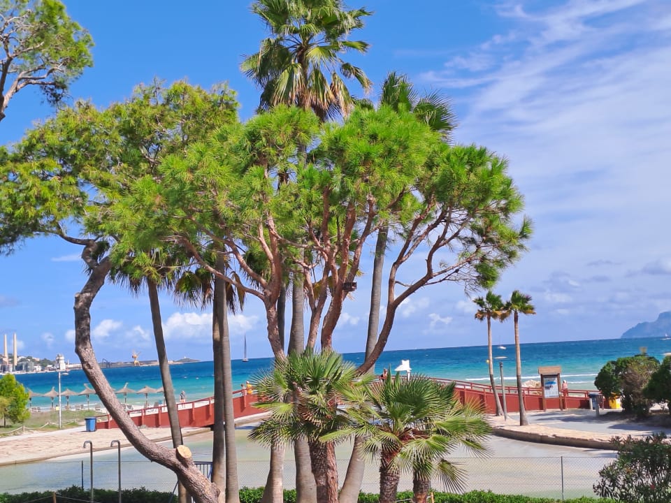 Ausblick allsun App.-Hotel Orquidea Playa