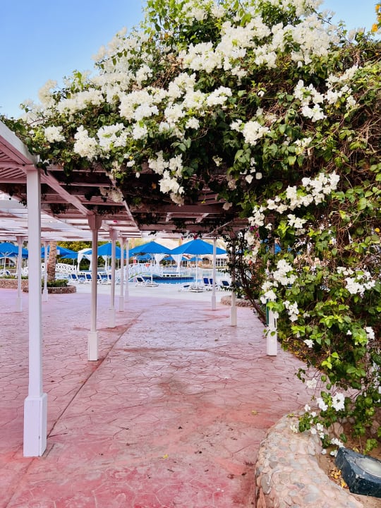 Gartenanlage Desert Rose